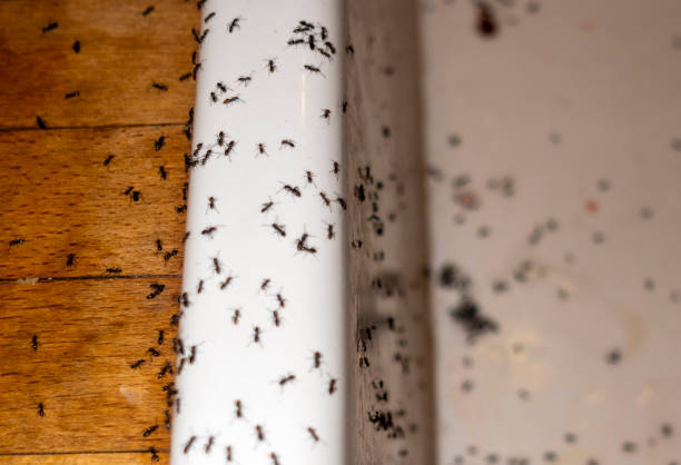 Best Commercial Pest Control Services  in Leawood, KS