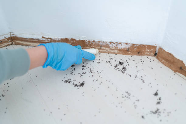 Best Local Pest Control Services  in Leawood, KS